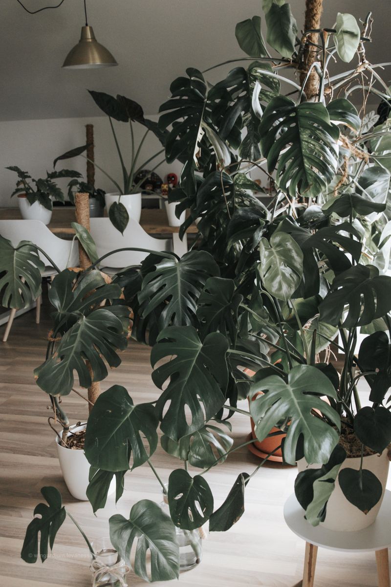 Monstera Overload #interior #einrichtung #wohnzimmer...