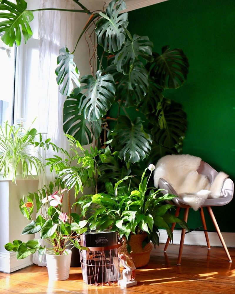 Grosse #pflanzenliebe! Vor allem unsere #monstera sc...