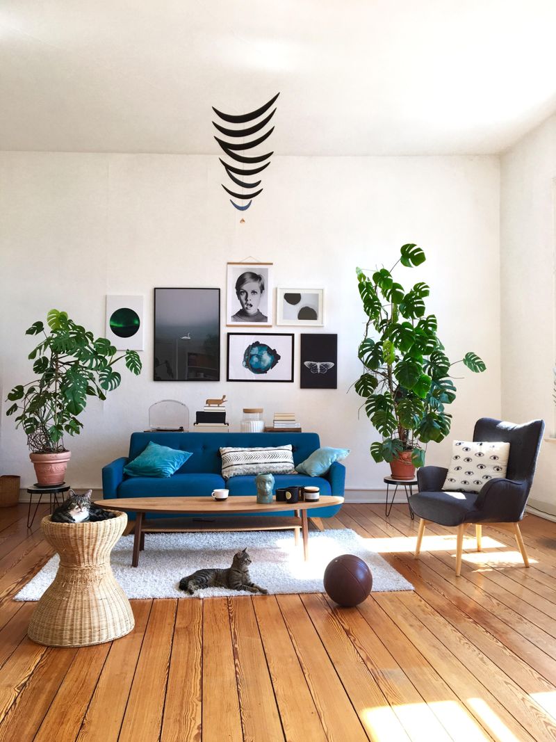 #urbanjungle #katzen #midcentury #altbauli...