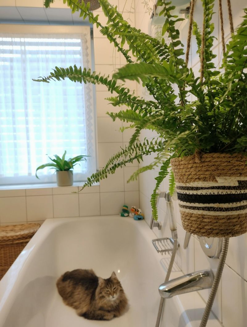 glücksfeder 100 cm Glücksfeder | Zamioculcas zamiifolia main image 1