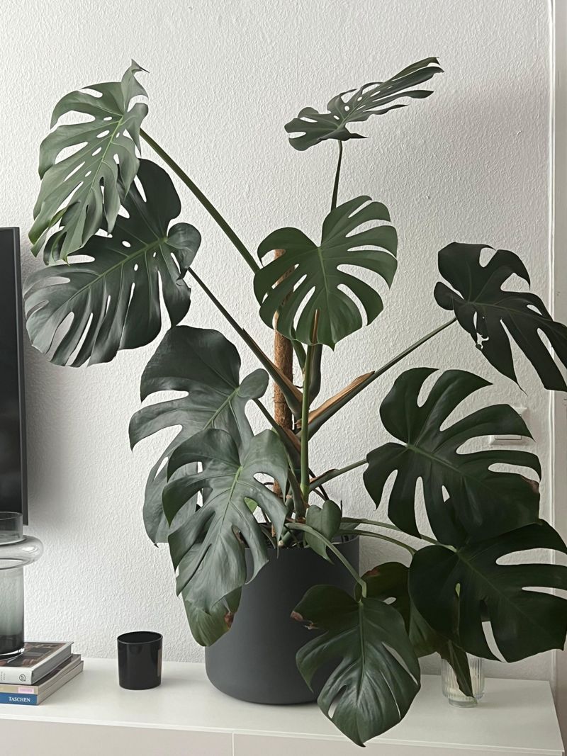 philodendron hastatum kaufen Philodendron Hastatum | Silver Sword | 4
