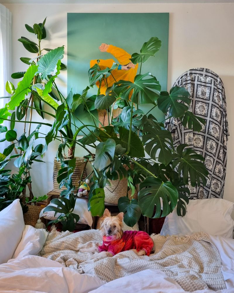philodendron dino feet Philodendron bipinnatifidum x selloum – The Garden Corner main image 0