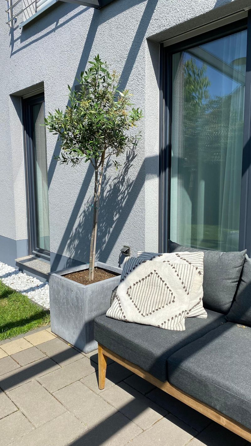 garten #Terrasse #olivenbaum #sommer #sonne