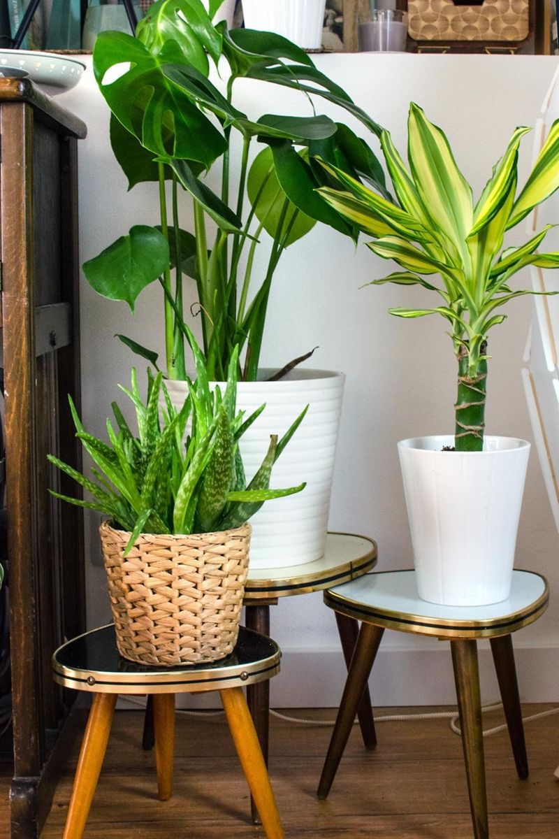 Midcentury Blumenhocker fr den Urban Jungle. Monste...