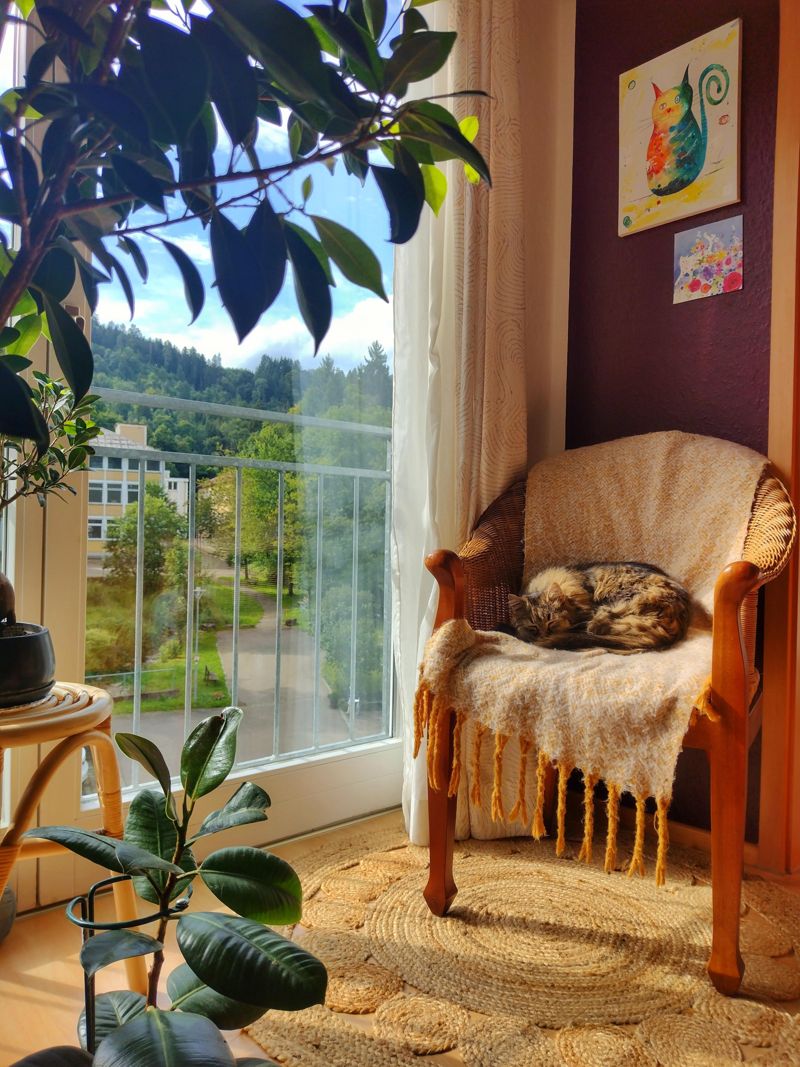 zimmerpflanzen  Bilder & Ideen  COUCH