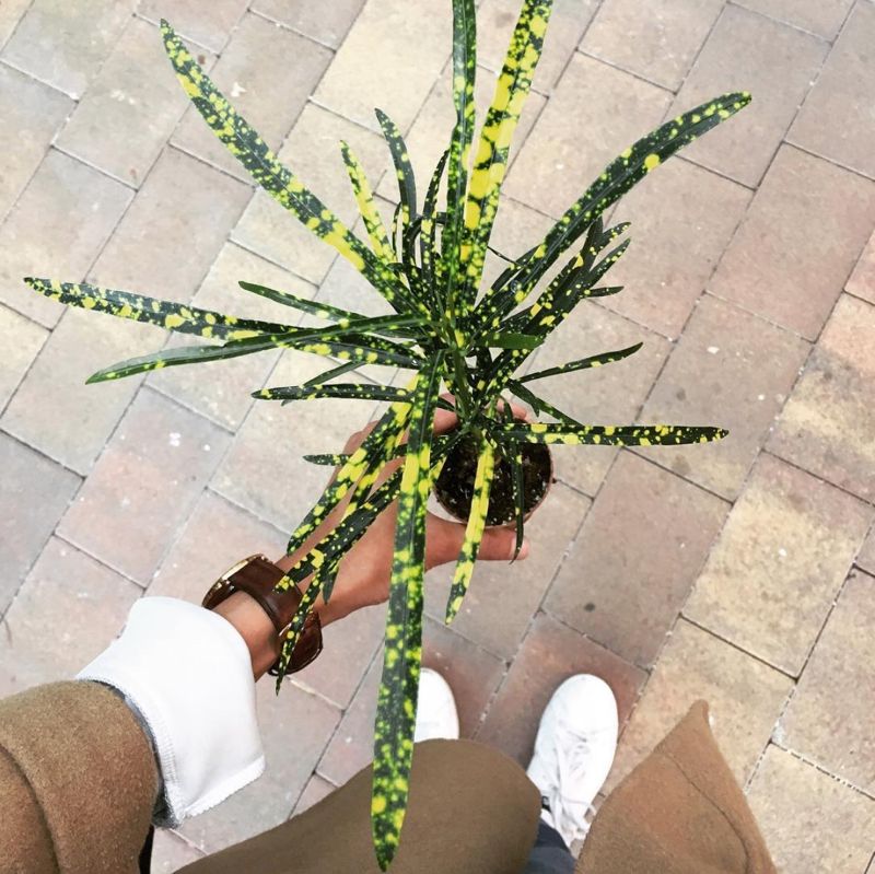 Verrckte Flecken-Pflanze! #plants #urbanjungle #gre...
