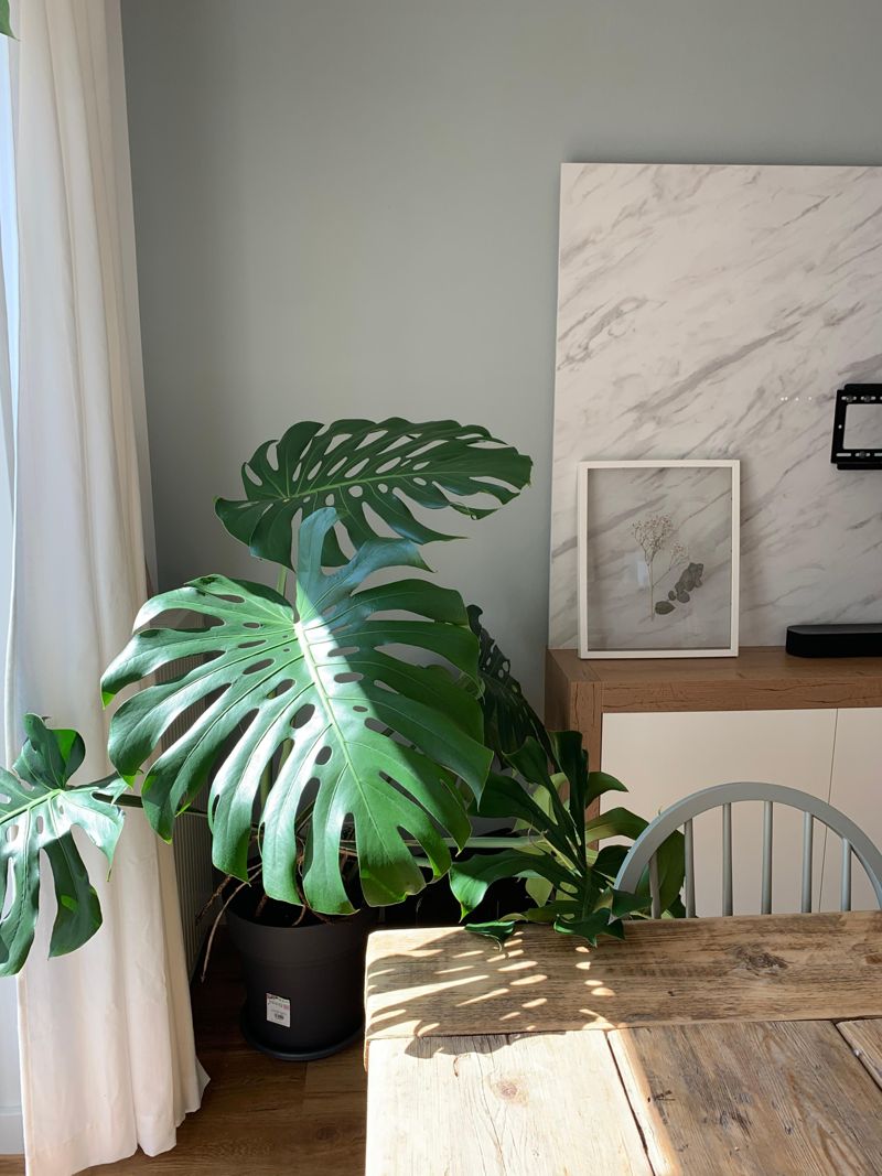 Wir lieben unsere Riesen-Monstera mit den groen Bl...