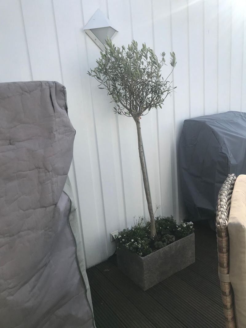 Endlich habe ich ein Olivenbumchen auf dem Balkon. ...
