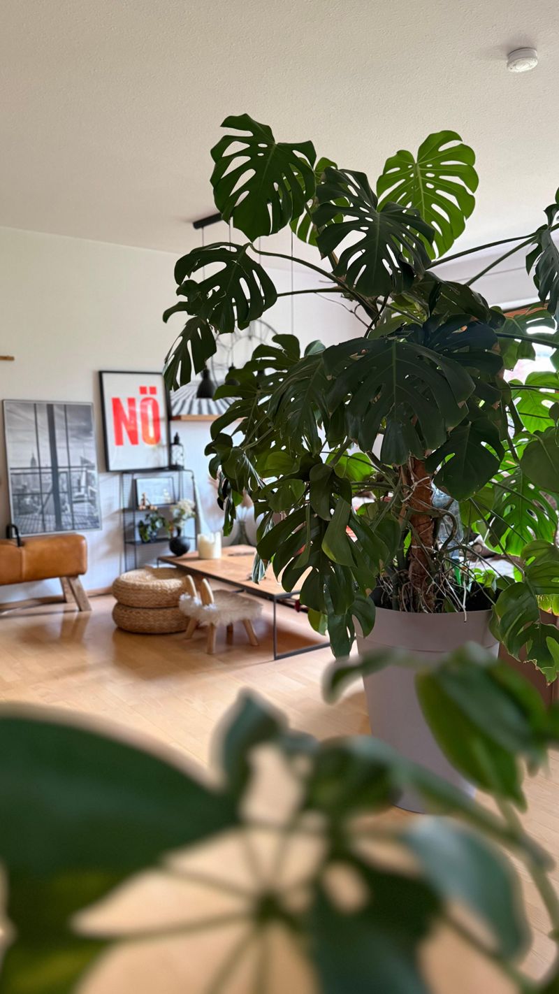 philodendron white princess standort Philodendron 'White Princess' | Description and Care main image 1