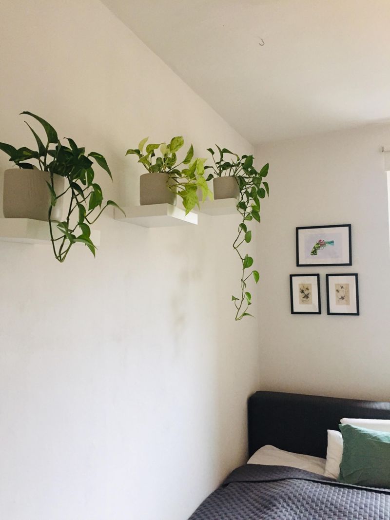 bedroom #schlafzimmer #efeutute #hngepflanze #pfla...