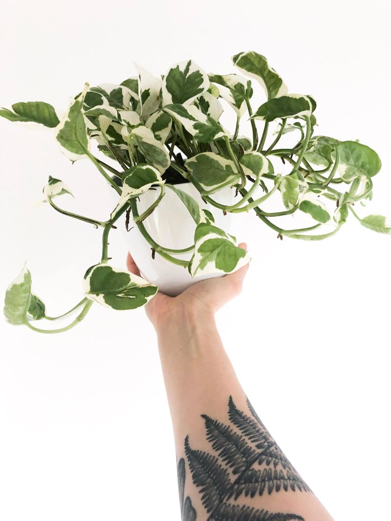 efeutute pearls and jade Epipremnum 'Pearls and Jade' – weiß gesprenkelt