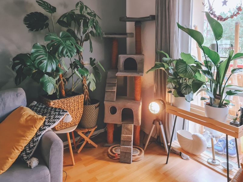 kratzbaum  Bilder & Ideen  COUCH