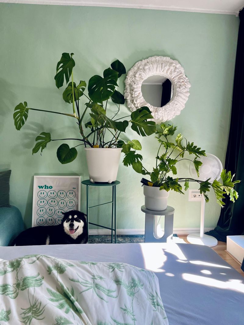 monstera  Bilder & Ideen  COUCH