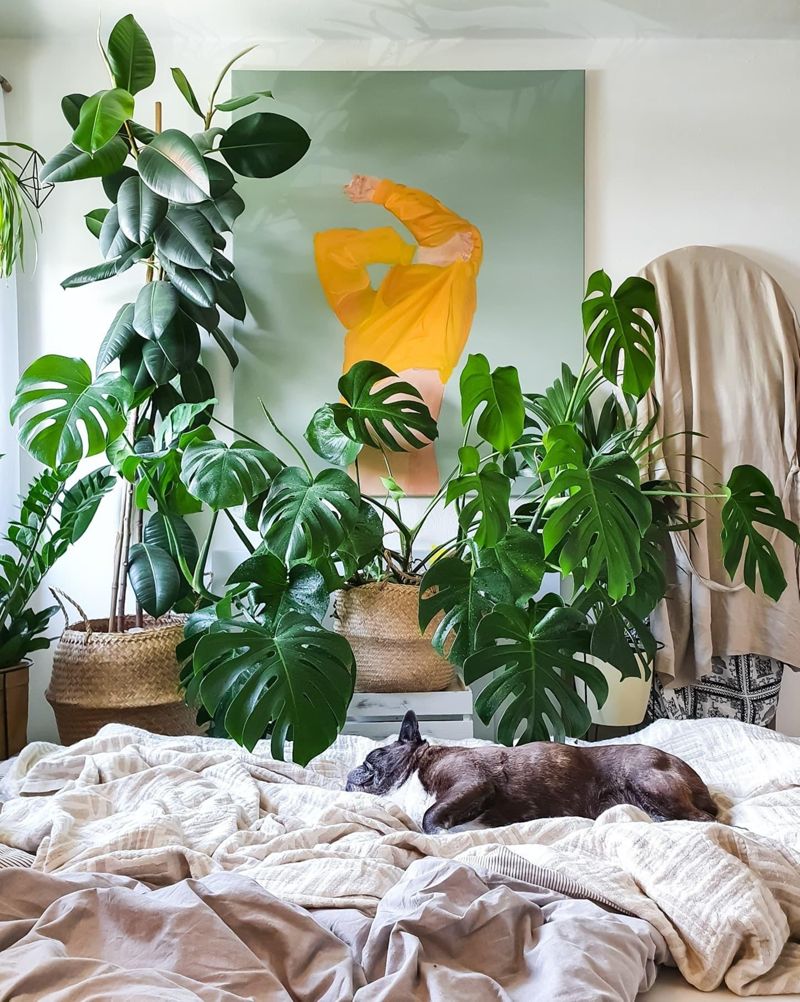 buy monstera deliciosa plant Monstera Deliciosa 'Masterpiece' (wk18-UQ) main image 1