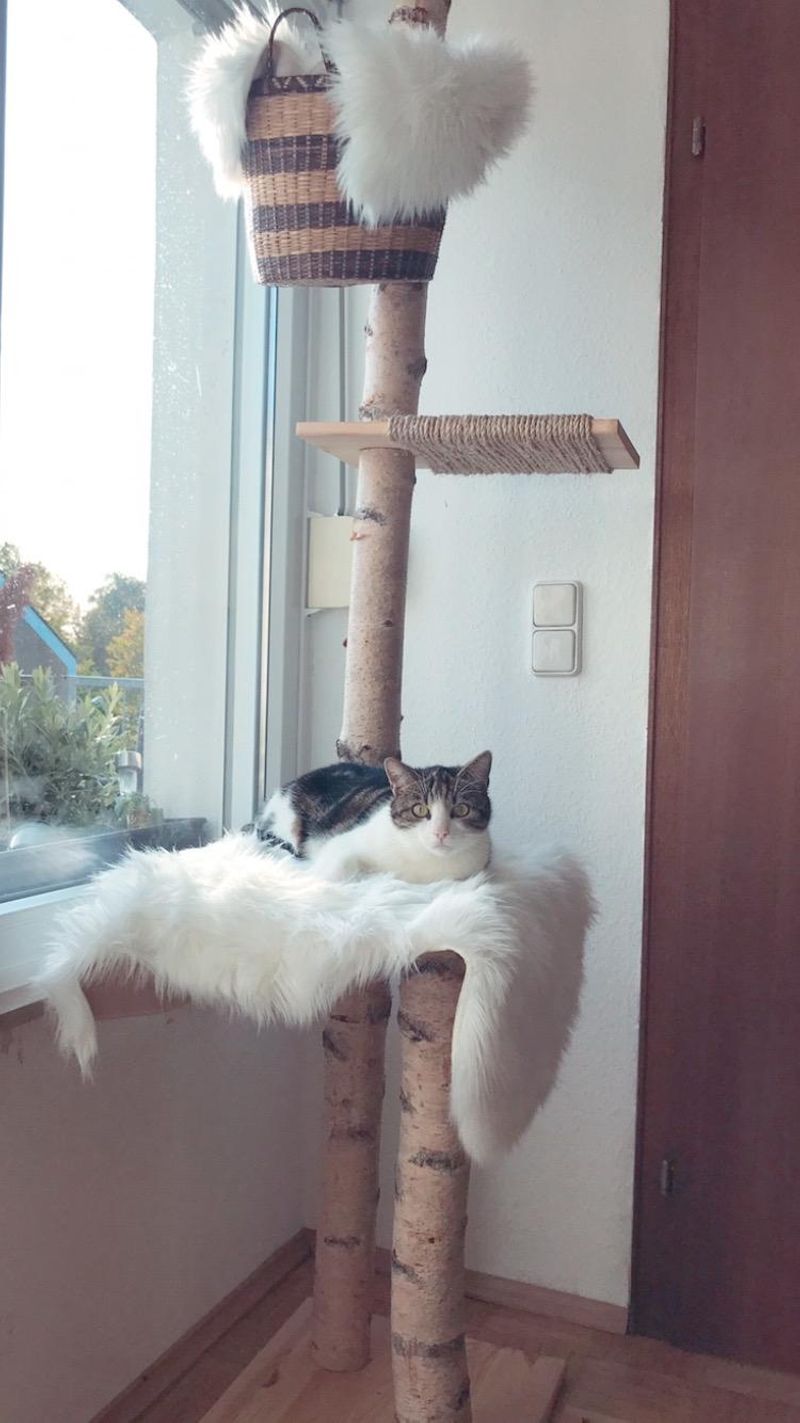 kratzbaum  Bilder & Ideen  COUCH