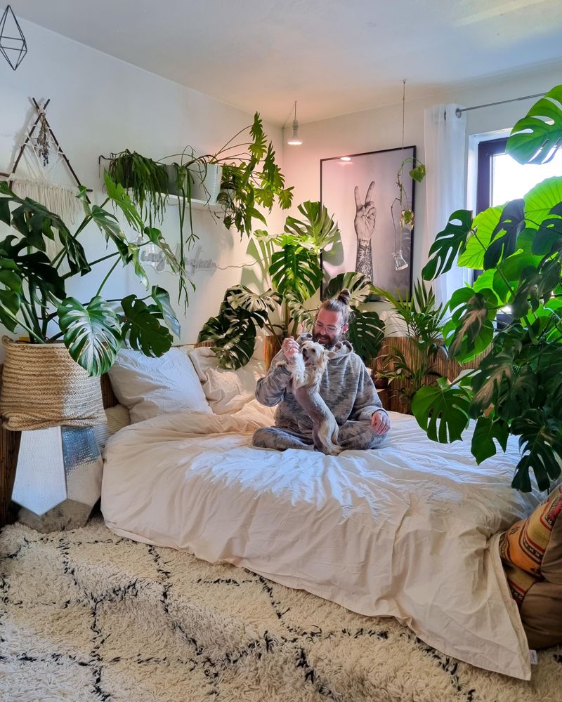 standort monstera deliciosa Monstera Deliciosa | Tropical Indoor Plants & Houseplants main image 0