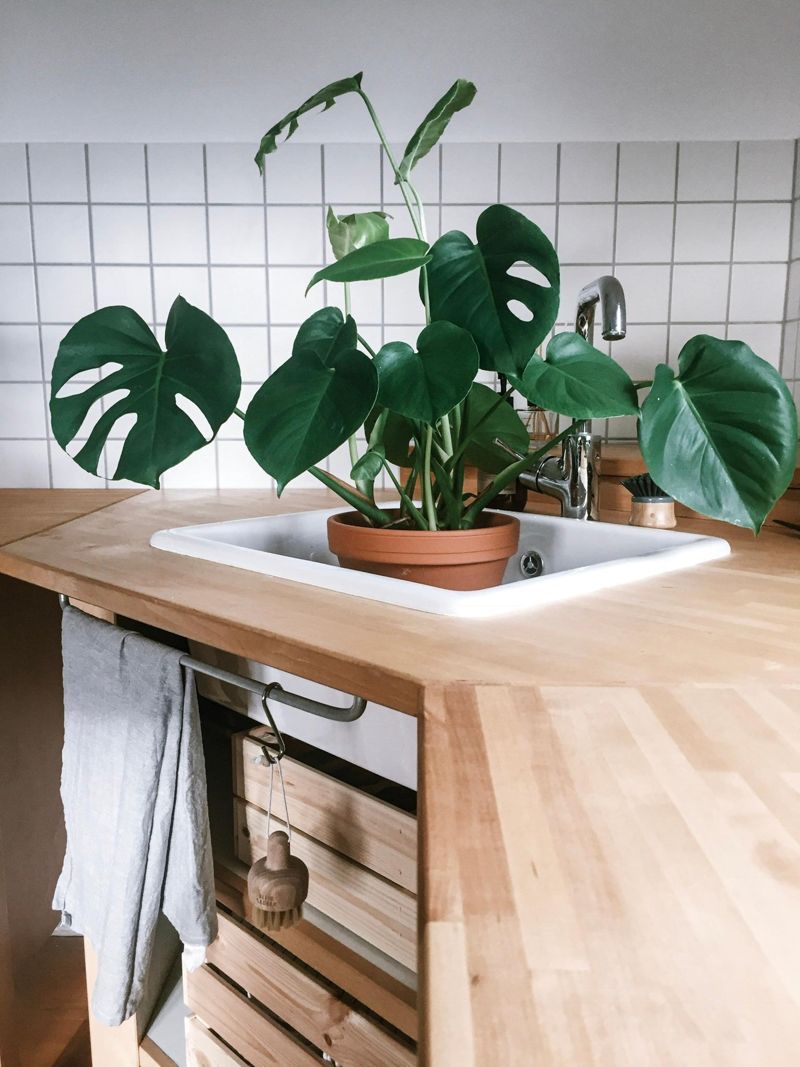 Badetag. #monstera #plants #Ikea #Kche #kitchen #ho...