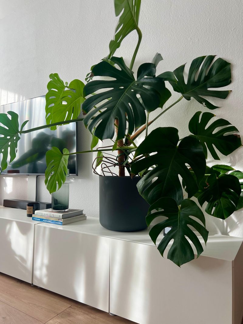 philodendron white measure pflege Philodendron 'White Measure' – Serres Lavoie main image 1
