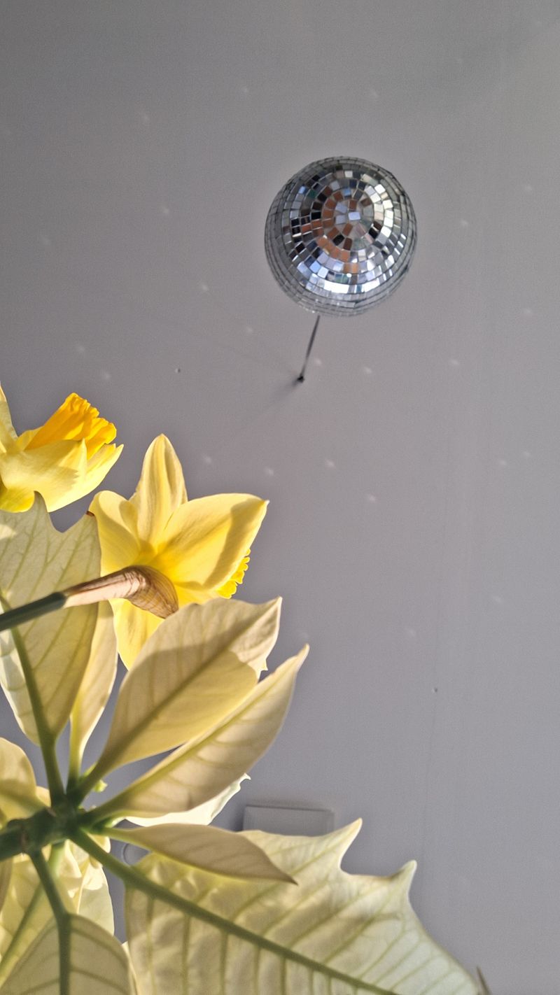 WARTEN AUF SONNE #Discokugel #Narzisse #Weihnachtsst...