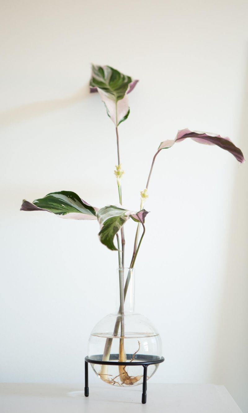 Pflanzenliebe #Hydrokultur #Calathea #niewiedergie...