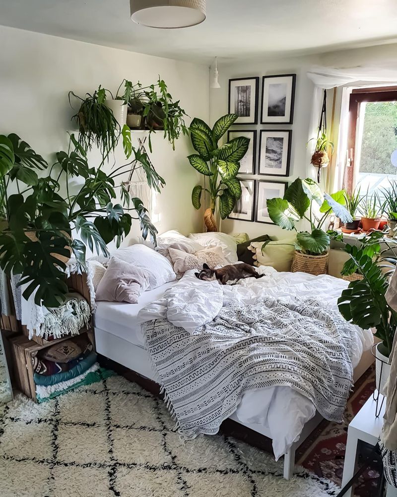 Morgensonne  #schlafzimmer #sonne #Pflanzen #monst...