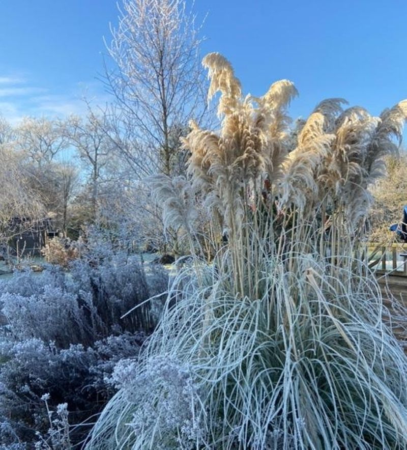 Der Winter ist angekommen ❄️ #pampasgras #garten #f