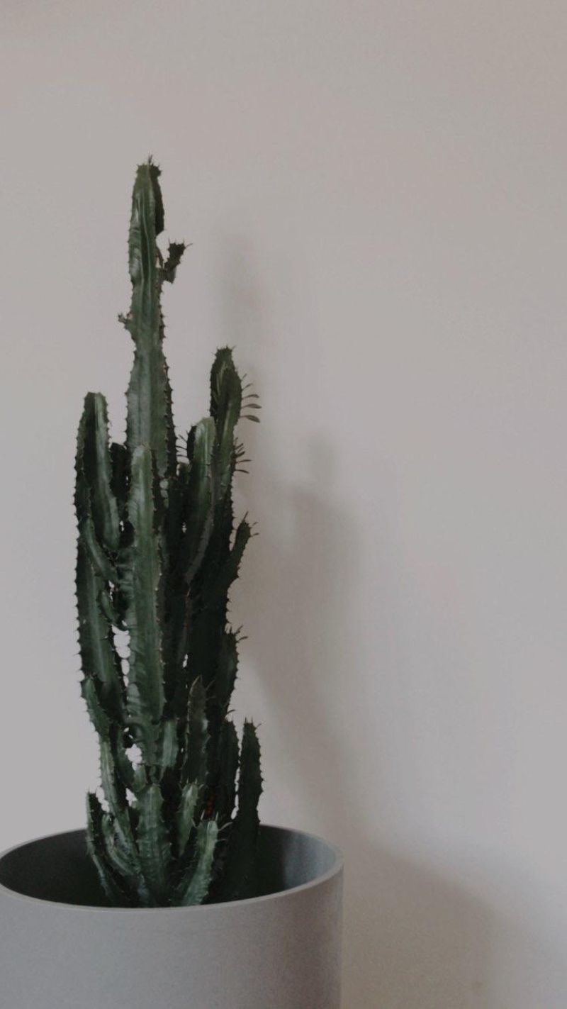kaktus variegata Shop 'Variegated Peanut Cactus' Care and Growing Guide