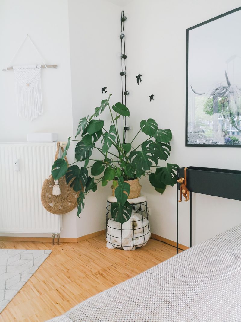 philodendron red wings Philodendron Red Anderson 6