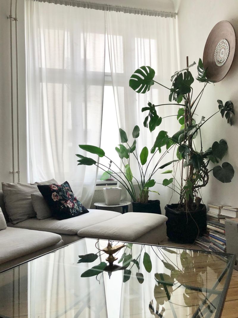 animal crossing monstera Monstera Frozen Freckles main image 0